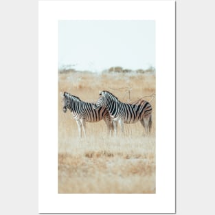 African Zebras 2 Posters and Art